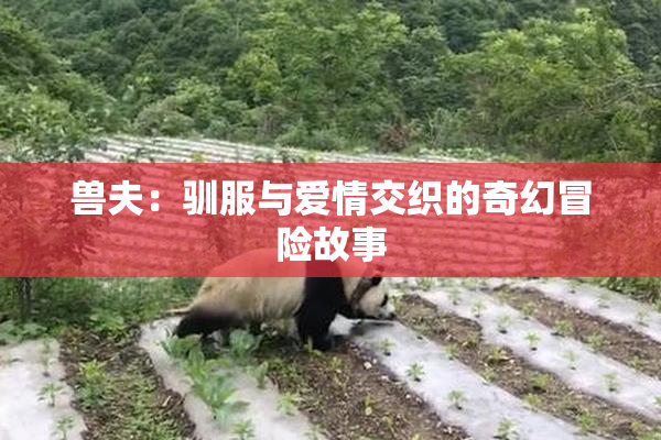 兽夫：驯服与爱情交织的奇幻冒险故事
