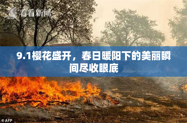9.1樱花盛开，春日暖阳下的美丽瞬间尽收眼底