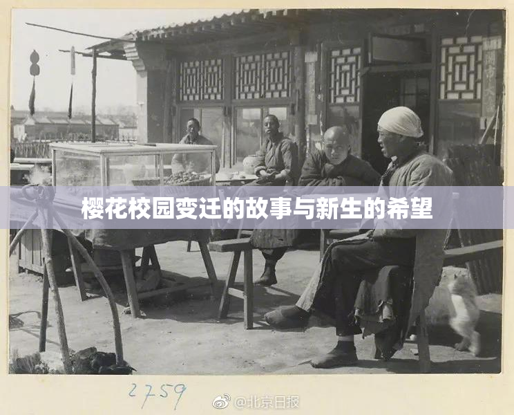 樱花校园变迁的故事与新生的希望