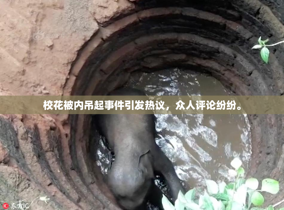 校花被内吊起事件引发热议，众人评论纷纷。