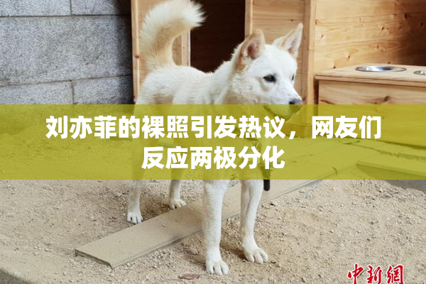 刘亦菲的裸照引发热议，网友们反应两极分化