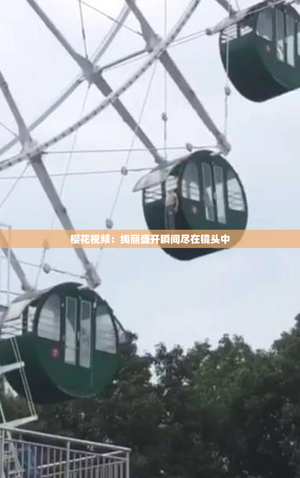 樱花视频：绚丽盛开瞬间尽在镜头中