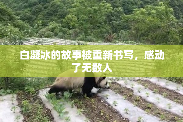 白凝冰的故事被重新书写，感动了无数人
