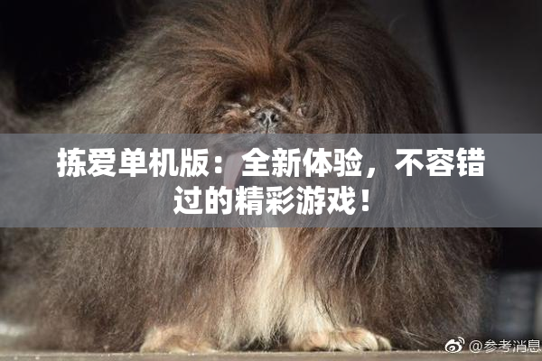 拣爱单机版：全新体验，不容错过的精彩游戏！