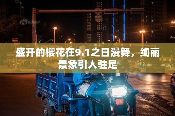 盛开的樱花在9.1之日漫舞，绚丽景象引人驻足