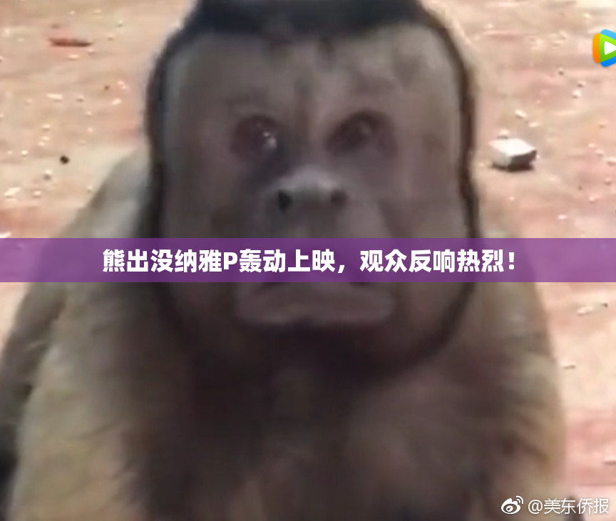 熊出没纳雅P轰动上映，观众反响热烈！