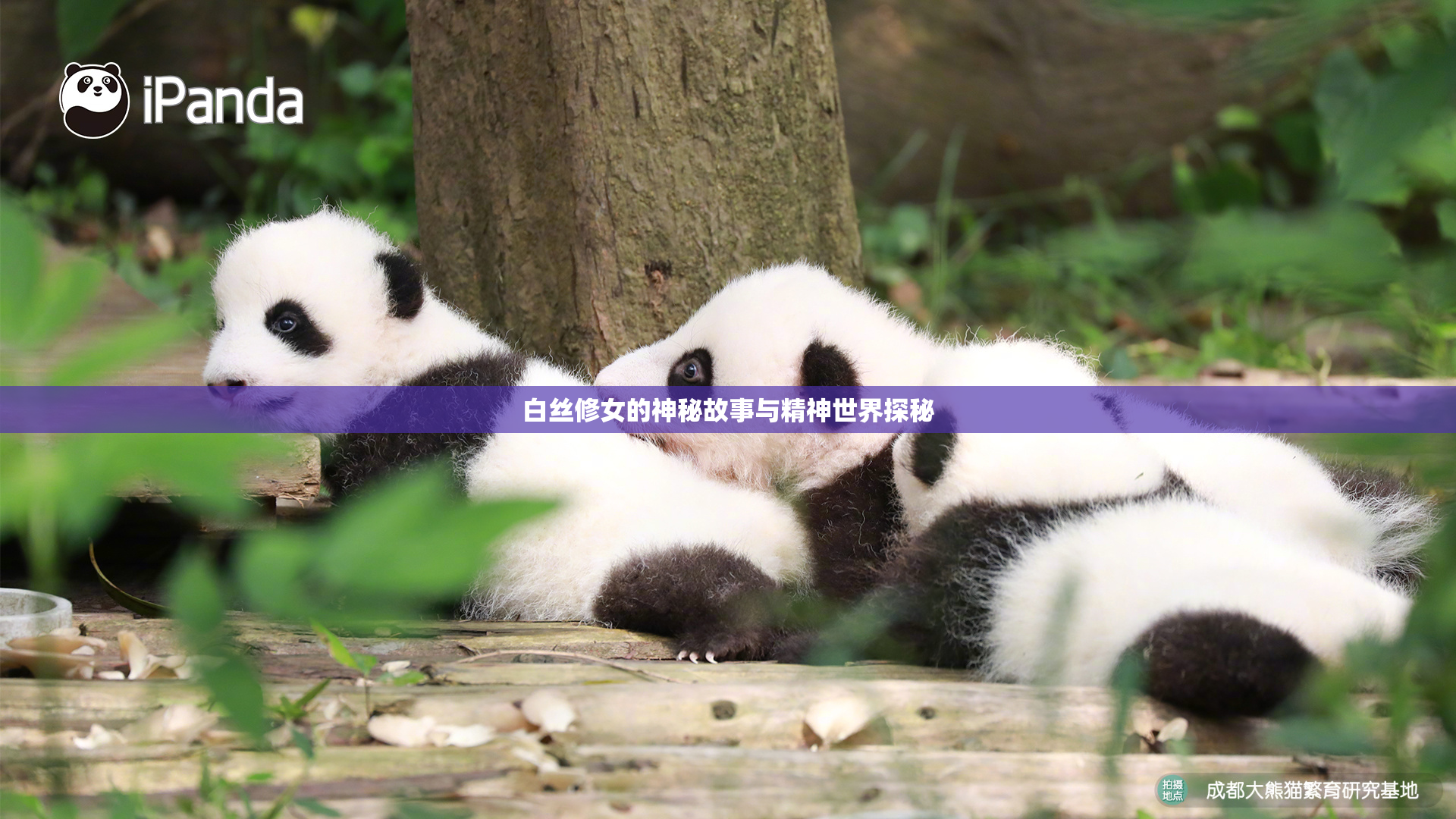 白丝修女的神秘故事与精神世界探秘