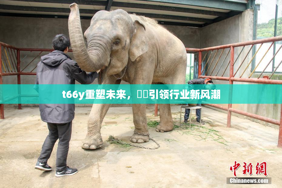 t66y重塑未来，逹葢引领行业新风潮
