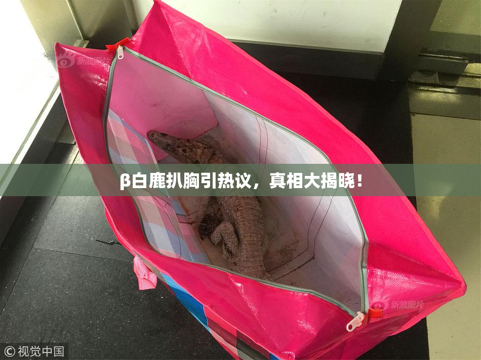 β白鹿扒胸引热议，真相大揭晓！