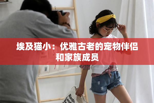 埃及猫小：优雅古老的宠物伴侣和家族成员