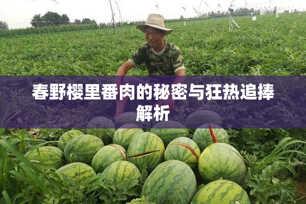 春野樱里番肉的秘密与狂热追捧解析