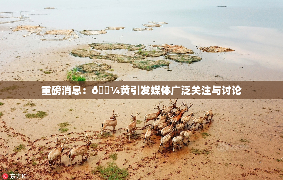重磅消息：🌼黄引发媒体广泛关注与讨论