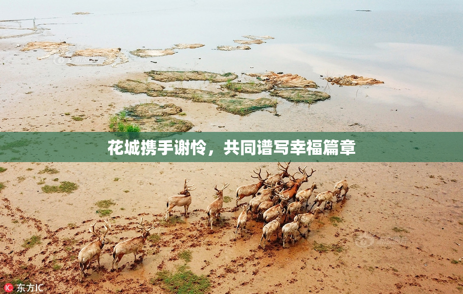 花城携手谢怜，共同谱写幸福篇章
