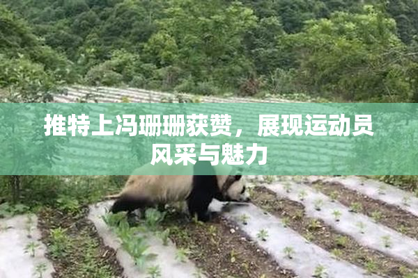 推特上冯珊珊获赞，展现运动员风采与魅力