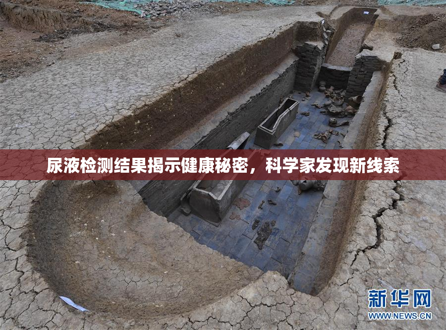 尿液检测结果揭示健康秘密，科学家发现新线索