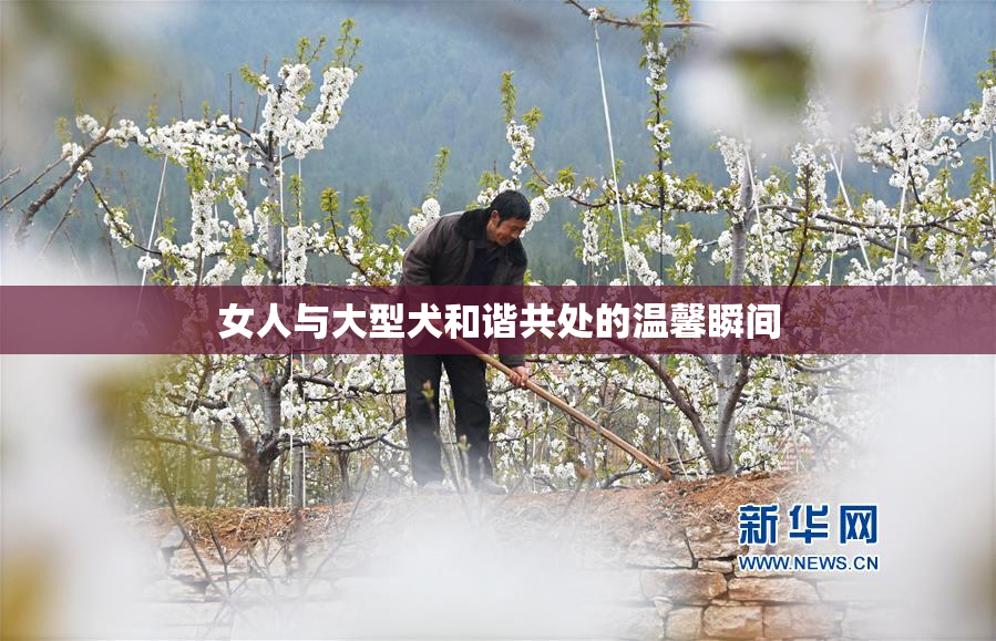 女人与大型犬和谐共处的温馨瞬间