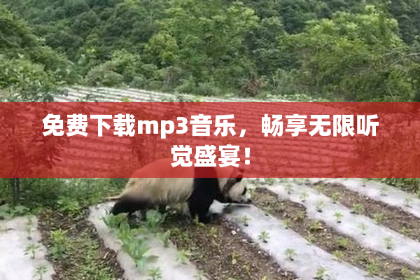 免费下载mp3音乐，畅享无限听觉盛宴！
