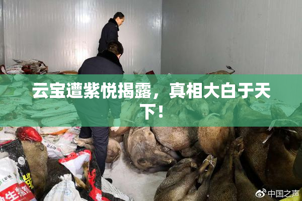 云宝遭紫悦揭露，真相大白于天下！