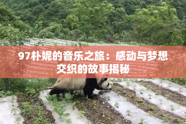 97朴妮的音乐之旅：感动与梦想交织的故事揭秘