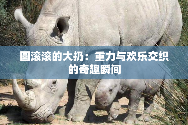 圆滚滚的大扔：重力与欢乐交织的奇趣瞬间