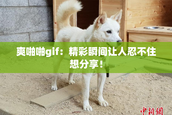 爽啪啪gif：精彩瞬间让人忍不住想分享！