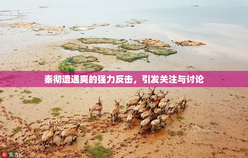 秦彻遭遇爽的强力反击，引发关注与讨论