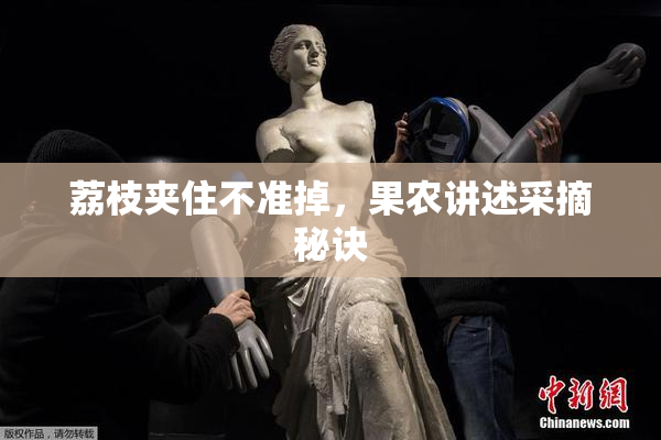 荔枝夹住不准掉，果农讲述采摘秘诀