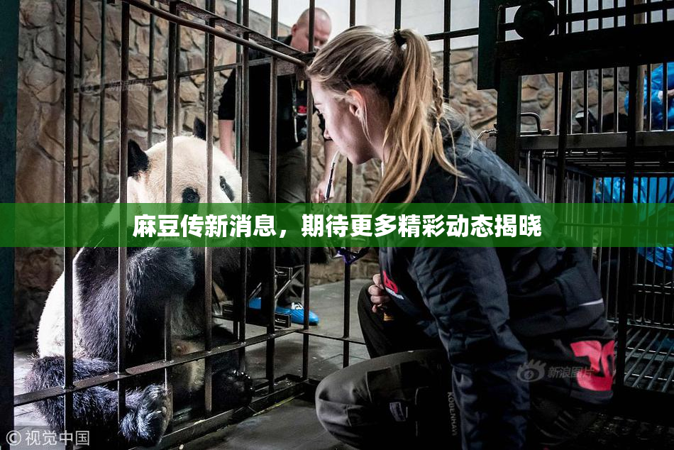 麻豆传新消息，期待更多精彩动态揭晓