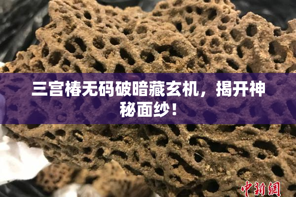 三宫椿无码破暗藏玄机，揭开神秘面纱！