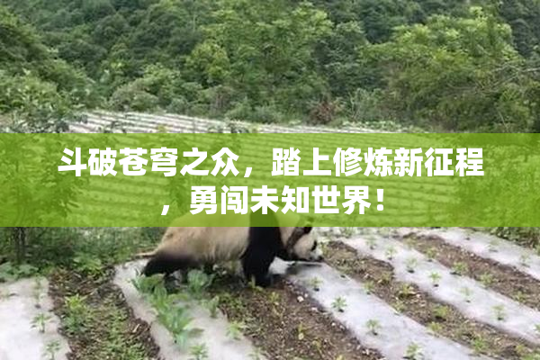 斗破苍穹之众，踏上修炼新征程，勇闯未知世界！