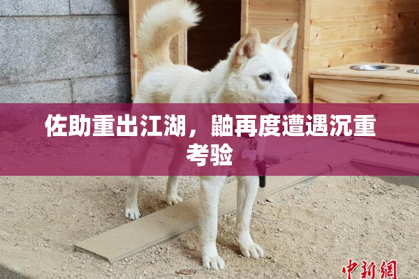 佐助重出江湖，鼬再度遭遇沉重考验