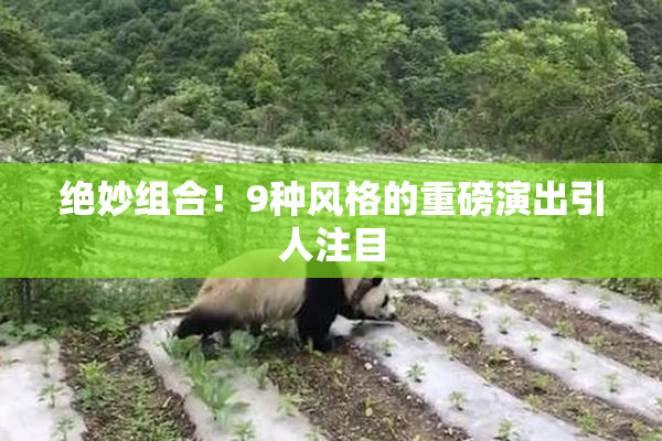 绝妙组合！9种风格的重磅演出引人注目