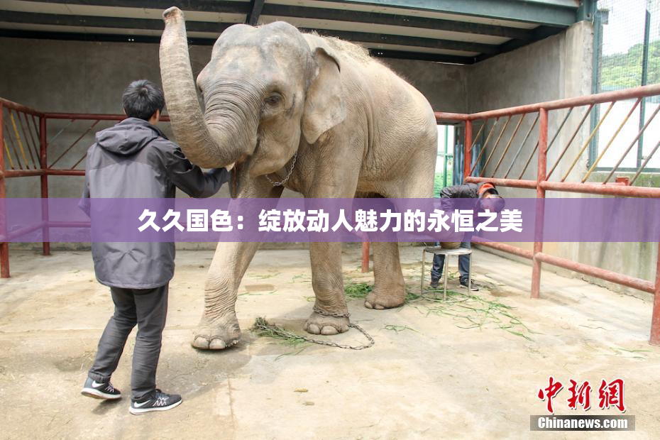 久久国色：绽放动人魅力的永恒之美
