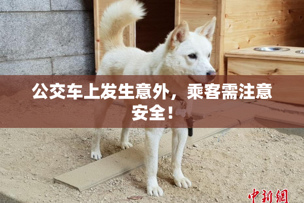 公交车上发生意外，乘客需注意安全！