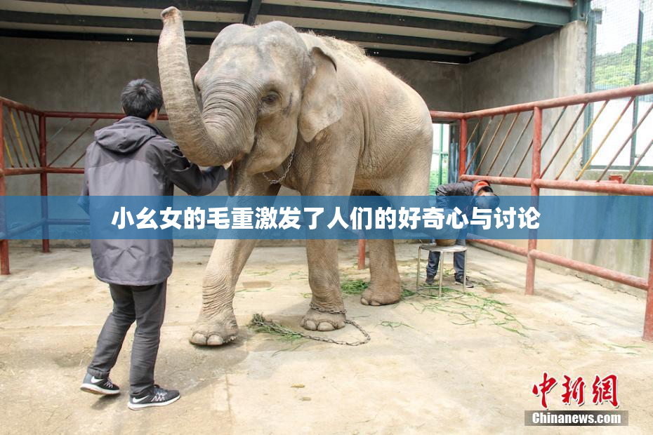小幺女的毛重激发了人们的好奇心与讨论