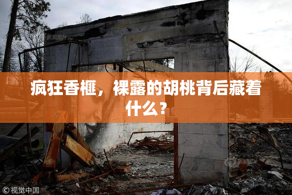 疯狂香榧，裸露的胡桃背后藏着什么？