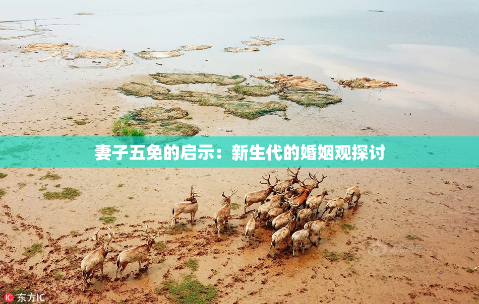 妻子五免的启示：新生代的婚姻观探讨