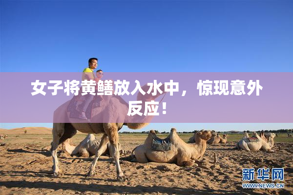 女子将黄鳝放入水中，惊现意外反应！