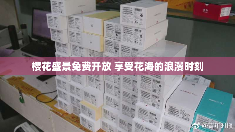 樱花盛景免费开放 享受花海的浪漫时刻