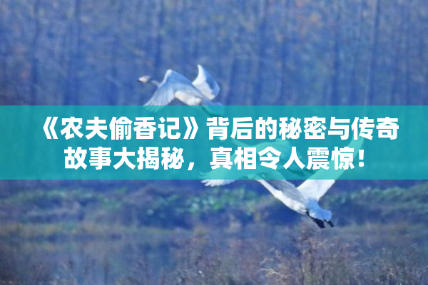 《农夫偷香记》背后的秘密与传奇故事大揭秘，真相令人震惊！