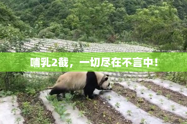 哺乳2截，一切尽在不言中！