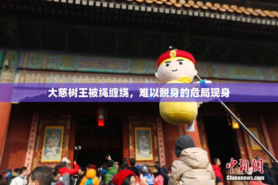 大慈树王被绳缠绕，难以脱身的危局现身