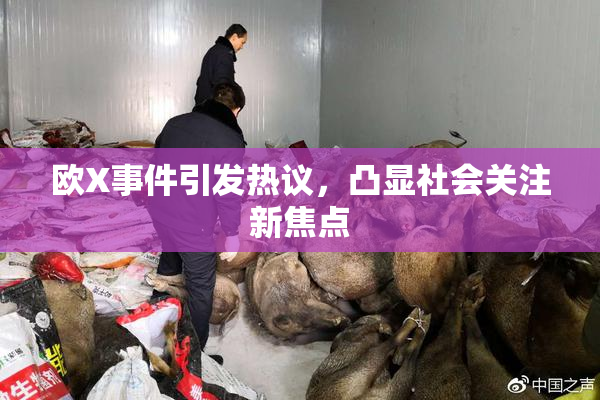 欧X事件引发热议，凸显社会关注新焦点