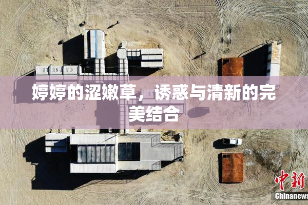 婷婷的涩嫩草，诱惑与清新的完美结合