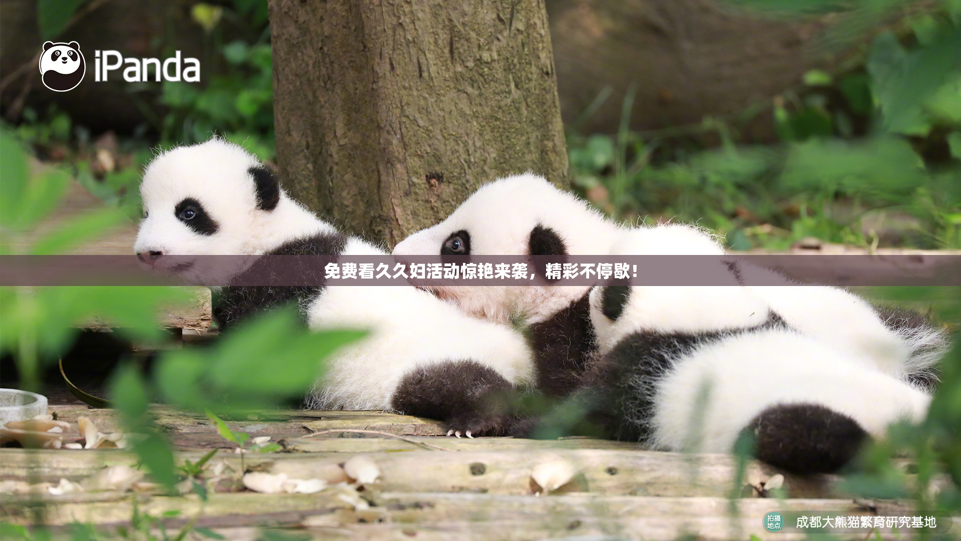 免费看久久妇活动惊艳来袭，精彩不停歇！