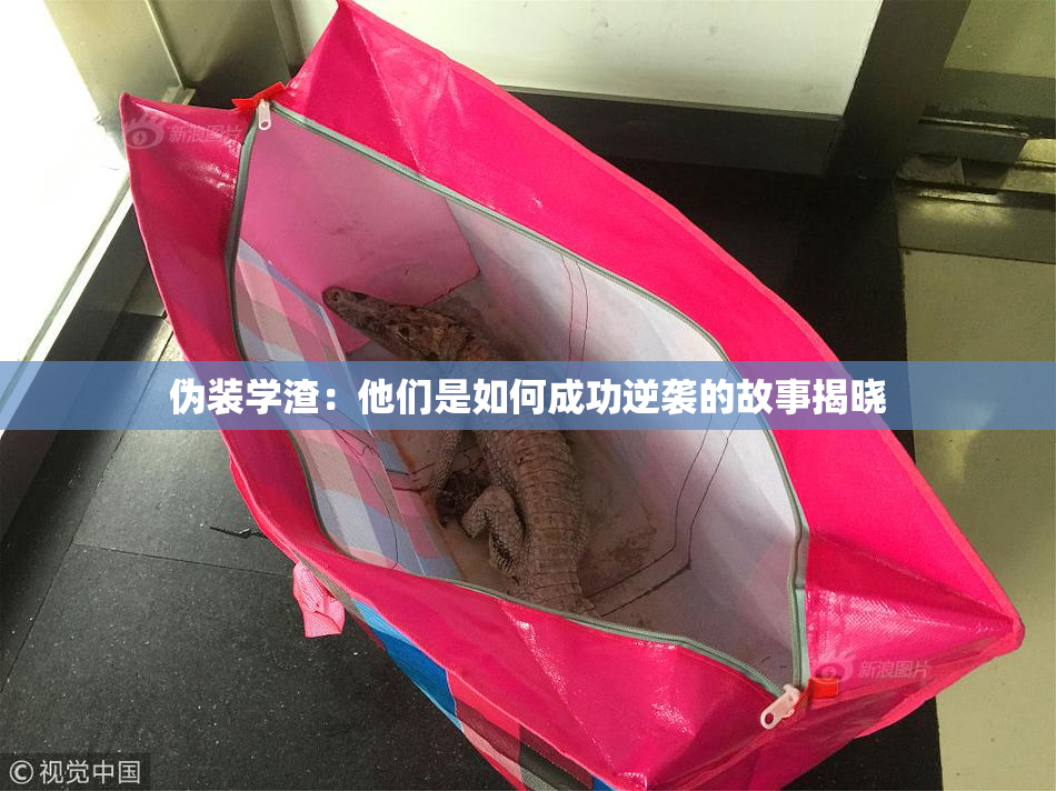 伪装学渣：他们是如何成功逆袭的故事揭晓