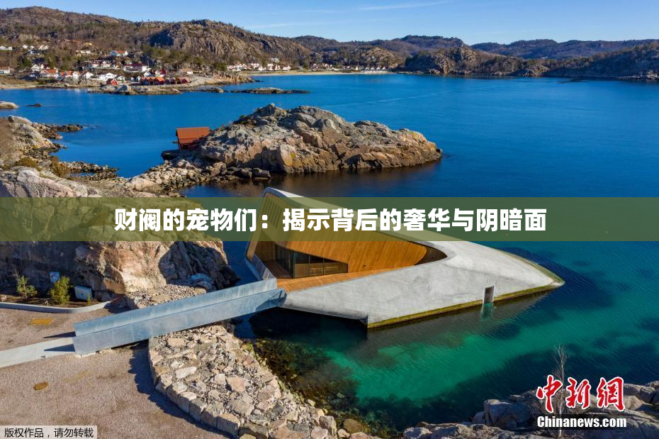 财阀的宠物们：揭示背后的奢华与阴暗面