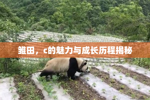 雏田，c的魅力与成长历程揭秘