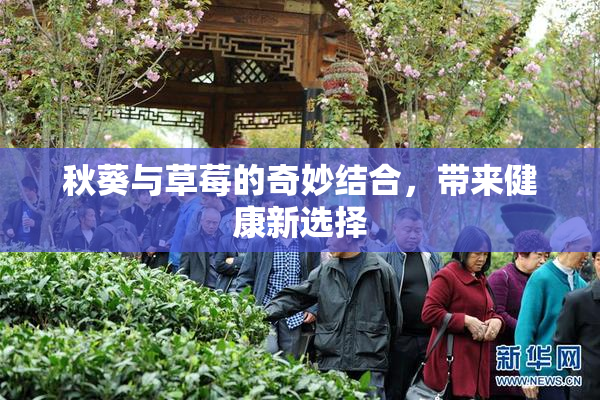 秋葵与草莓的奇妙结合，带来健康新选择