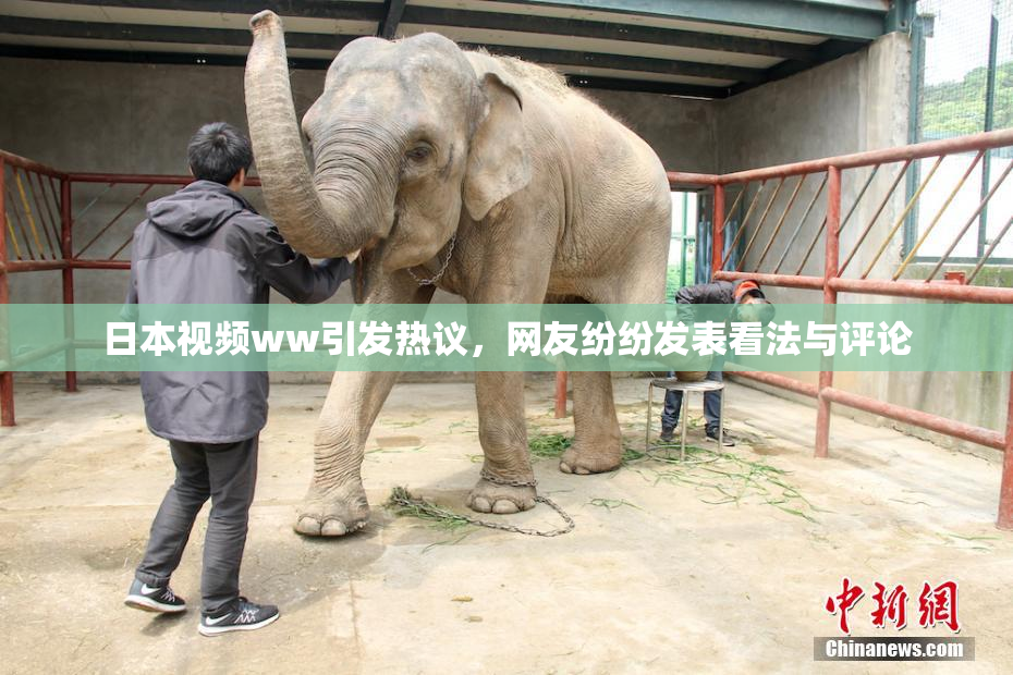 日本视频ww引发热议，网友纷纷发表看法与评论